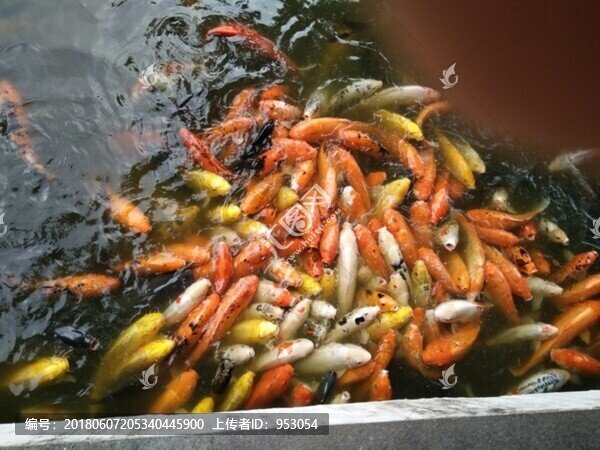 魚,金魚,魚缸,戲魚,觀賞魚