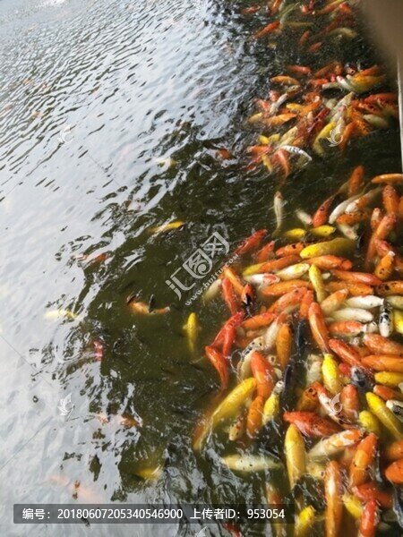 魚,金魚,魚缸,戲魚,觀賞魚