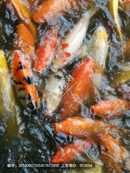 金魚(yú)