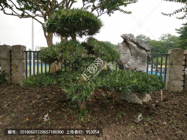園林,景觀,建筑,園藝,自然
