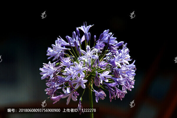 百子蓮