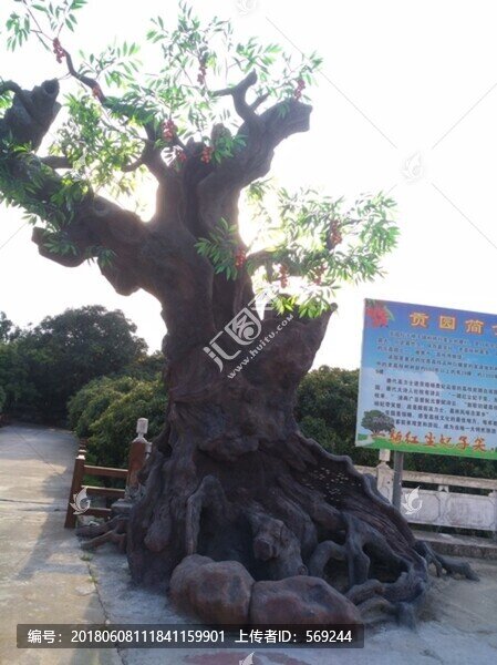 荔枝樹