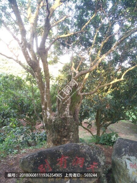 荔枝樹