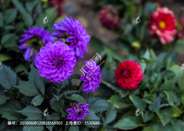 野花,,小花