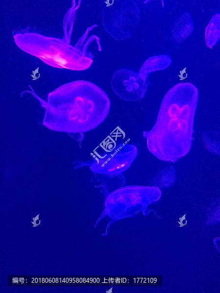 水母