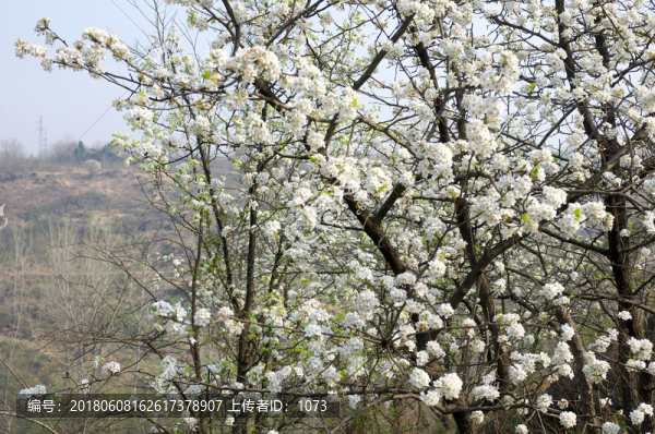 一樹杜梨花