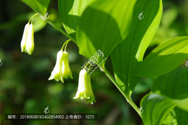 玉竹開花