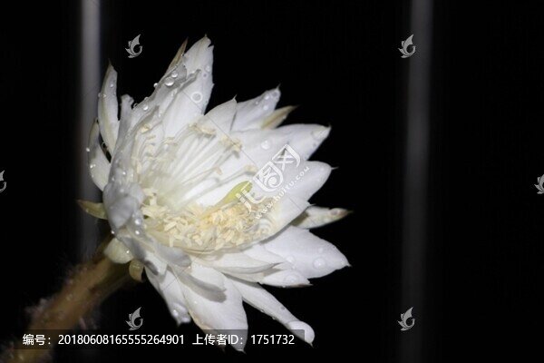 仙人球花