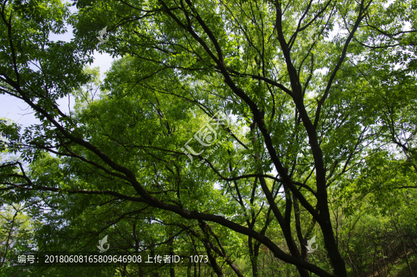 伸展的樹