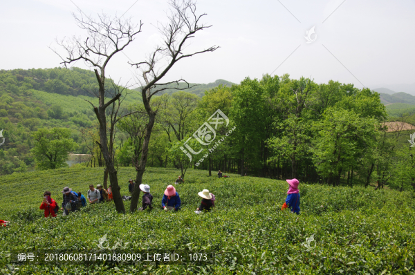 茶園風(fēng)光,驢友