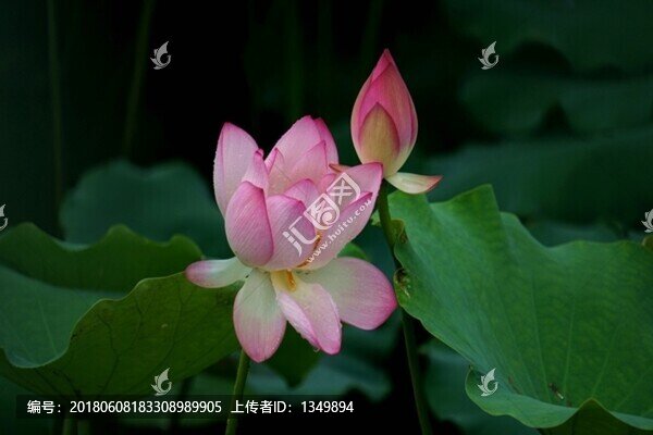 荷花,花蕾,花卉,背景,荷塘