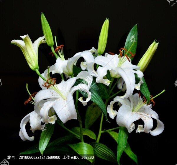 白色百合花