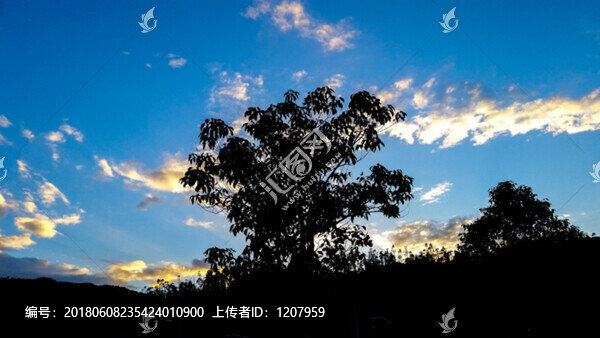 小樹(shù)剪影