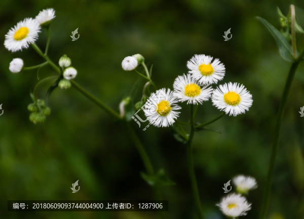野菊花