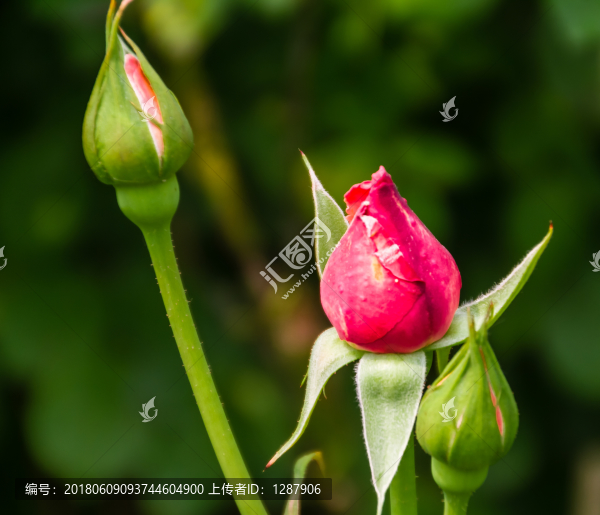 月季花蕾