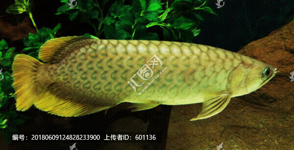 金龍魚特寫