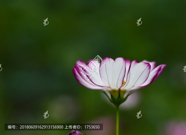 秋英