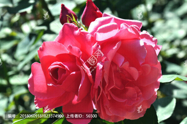 月季花