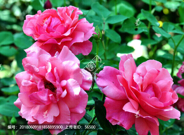 月季花