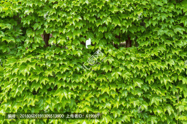 綠植墻