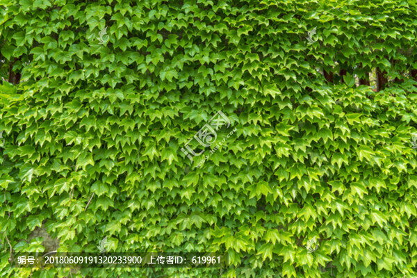 綠植墻