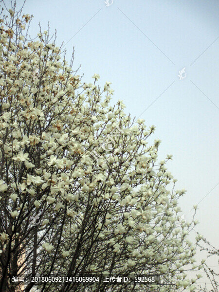 白玉蘭花