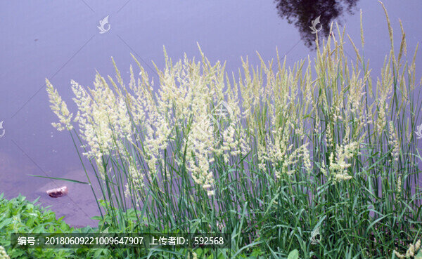 拂子茅