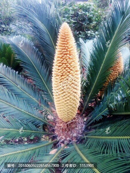 鐵樹開花