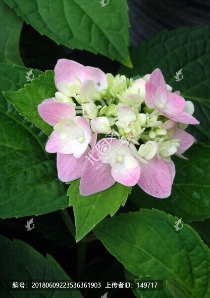 繡球花