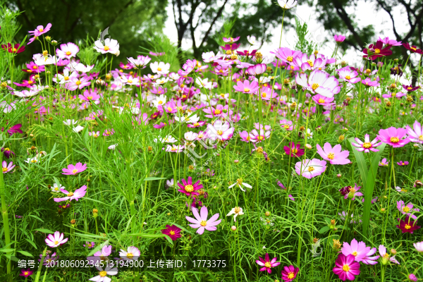 格?；? title=