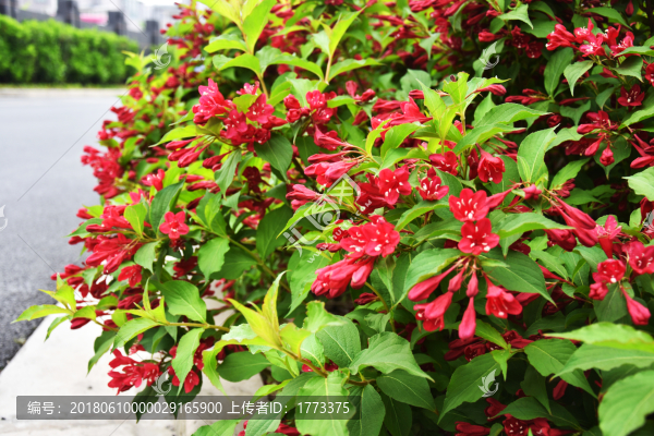 錦帶花五色海棠海仙花