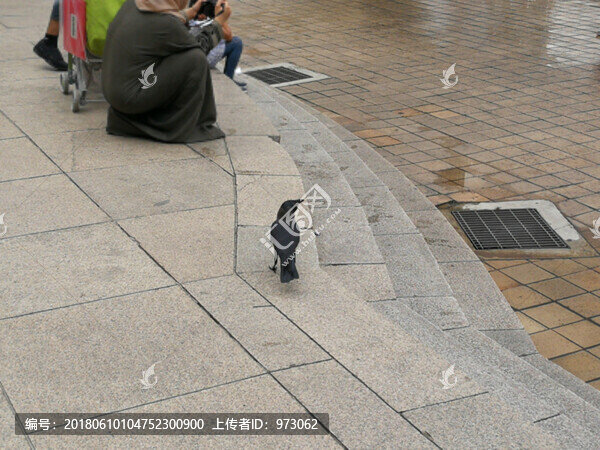 家鴉雙子樓臺(tái)階