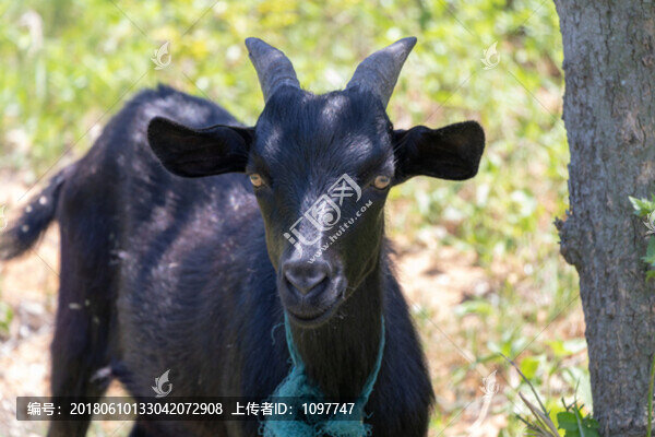 黑山羊