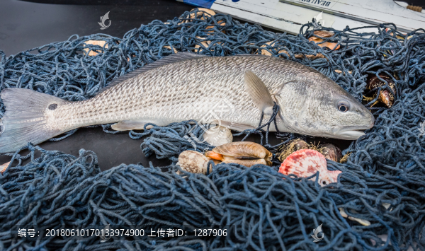 美國(guó)紅魚(yú)