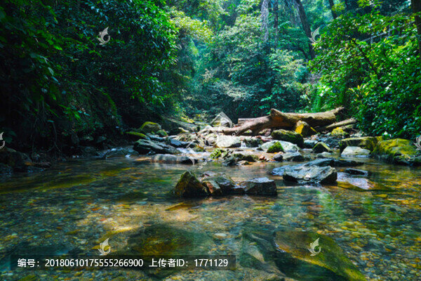山澗叢林溪水石頭
