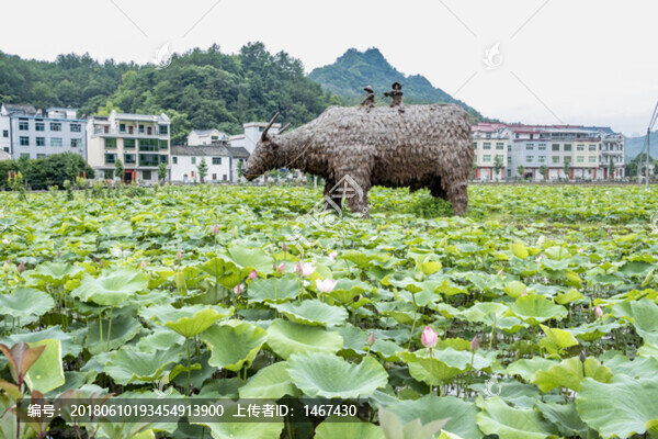 荷塘