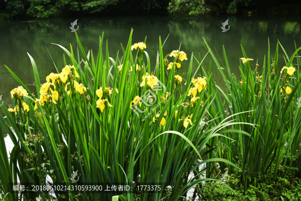 黃花鳶尾花