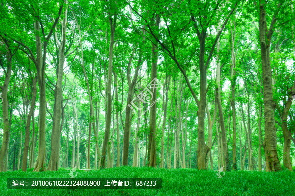 綠樹(shù)林森林