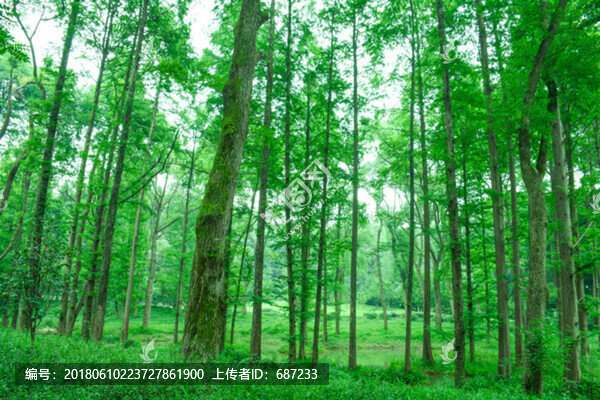 綠樹林森林