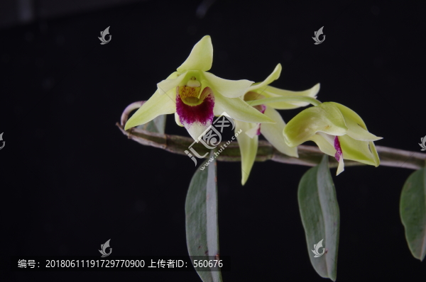 鐵皮楓斗