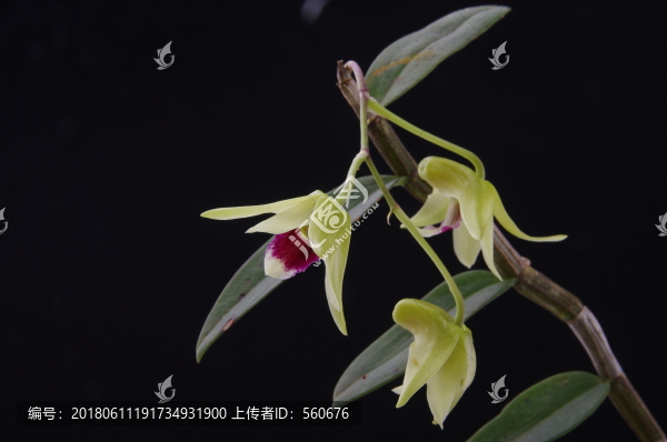鐵皮楓斗