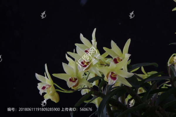 鐵皮楓斗