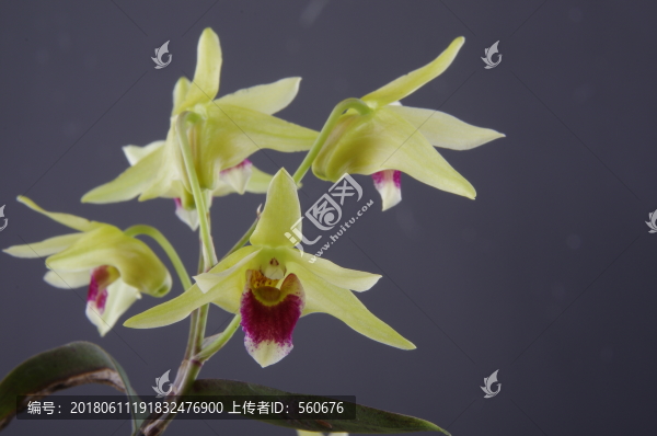 鐵皮楓斗