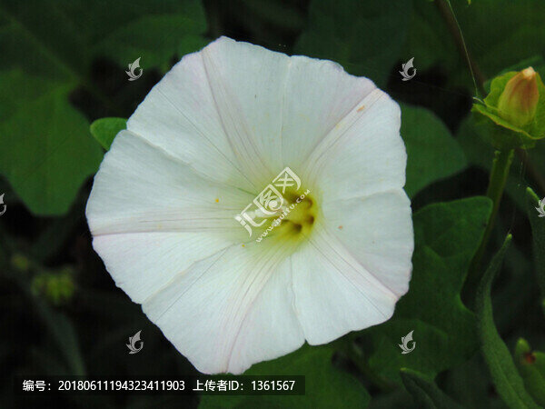 箭葉旋花
