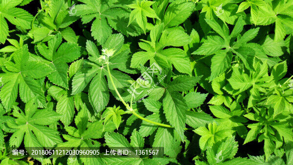 綠葉素材