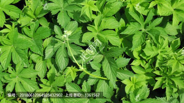 綠草如茵背景