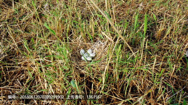 鳥(niǎo)窩鳥(niǎo)蛋