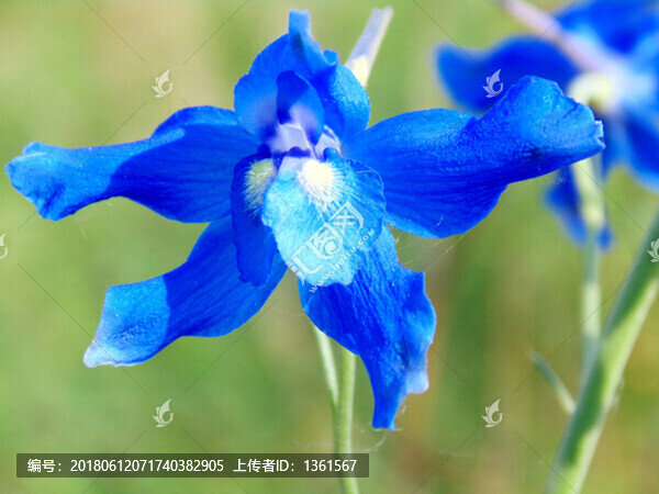 百部草