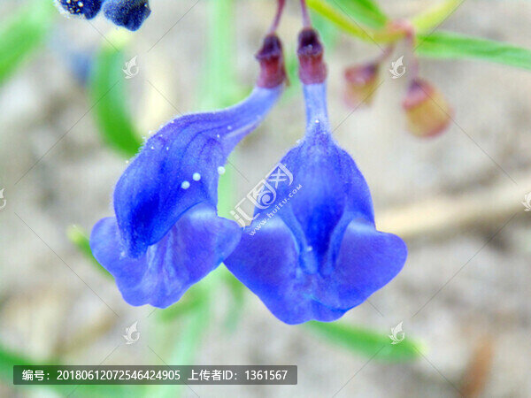 黃芩