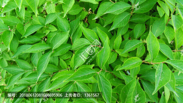 綠葉背景墻